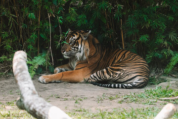 Portrait of a Bengal Tiger lying against a background of green foliage in a subtropical climate in a zoo under protection. Endangered animal species. Nature conservation. Ecology and zoology.