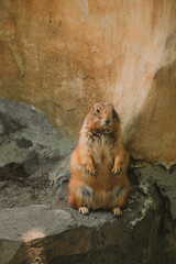 Portrait of a prairie dog standing on its hind legs and looking forward with curiosity. The funny rodent put its paws on its belly. Preservation of the population in the reserve.