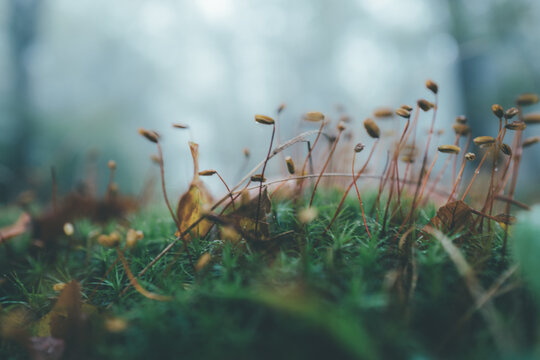 moss in the morning