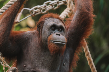 Close-up portrait of an adult Sumatran Orangutan with orange fur hanging on ropes at a zoo. The primate is an endangered, protected species. Ecology and zoology. Red Book animals