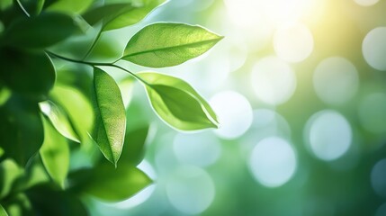 Obraz premium image of natural abstract background closeup
