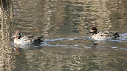 An image of  Green-winged Teal paddling in a pond.