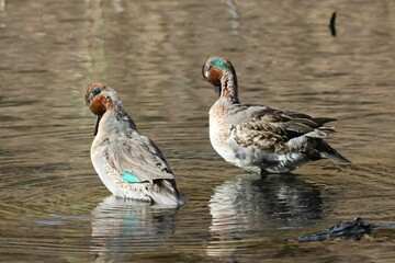 An image of Green-winged Teal preening in a pond on a Fall day.