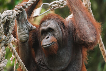 A close-up portrait of an adult orangutan with orange fur hanging from ropes at a zoo and playfully looking at the camera. The primate is an endangered, protected species.