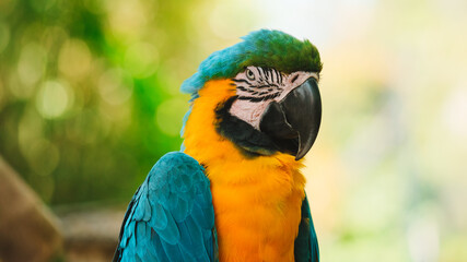 Close up portrait of a blue and yellow Macaw parrot sitting on a wooden perch against a lush green tropical garden. Exotic bird in a zoo looking at the camera. Bird watching.