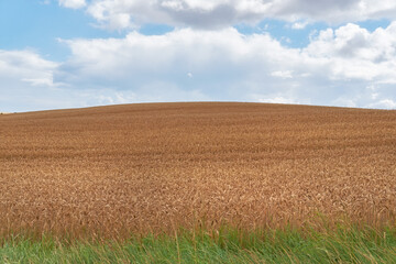 Outdoor, countryside and harvest with environment, blue sky and agriculture. Empty, outside and sustainability with grass, clouds and natural with field, plants and growth with wheat and landscape