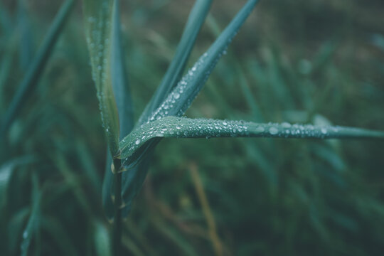 water drops on the grass
