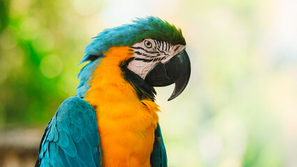 Close up portrait of a blue and yellow Macaw parrot sitting on a wooden perch against a lush green tropical garden. Exotic bird in a zoo looking at the camera. Bird watching.