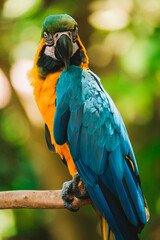 Vertical portrait of a blue and yellow Macaw parrot sitting on a wooden perch against a lush green tropical garden. Exotic bird in a zoo looking at the camera. Bird watching.