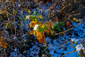 autumn leaves on water
