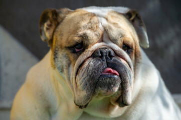 British Bulldog