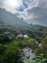 Wild horses and a foal encountered during a hike at Carding Mill Valley, United Kingdom. 