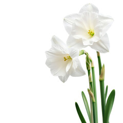 Obraz premium Elegant white flowers growing in a bright setting