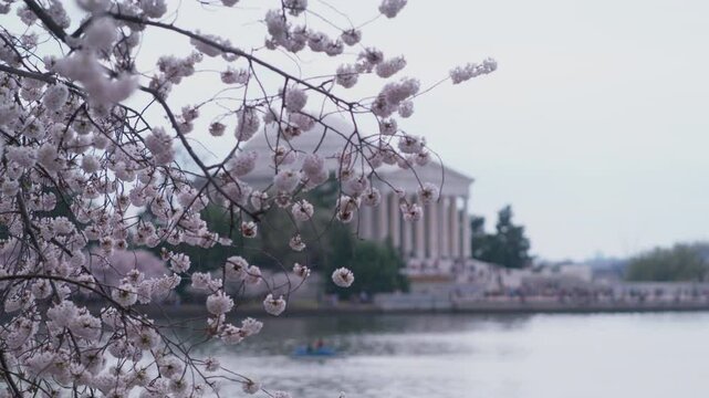 Tourists at Jefferson Memorial with Cherry Blossoms in foreground, paddleboats on water