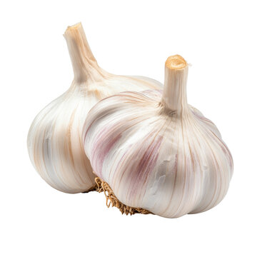 Fresh garlic bulbs on a white background