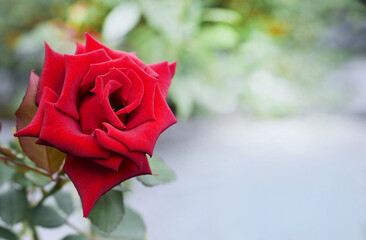 red rose with droplets