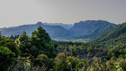 A mountain range with a tree in the foreground.