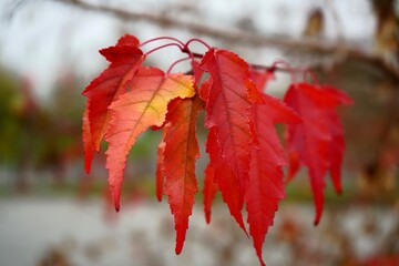 Yellow -Red
