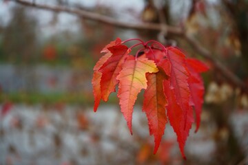 Arc en ciel de l'automne