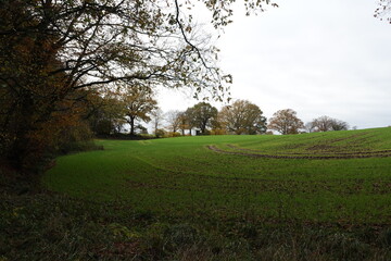 Deutsch-Nienhof Waldrand