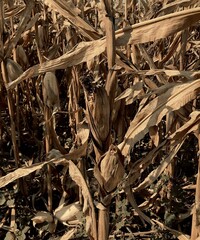 Close-up of a corn stalk with partially dried leaves and husks, showing the corn kernels within,...
