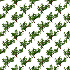 Seamless pattern of green fir tree branches on a white background