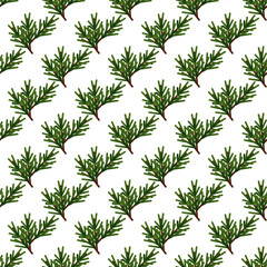 Seamless pattern of green fir tree branches on a white background