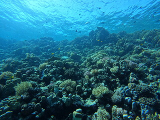 coral reef and diver