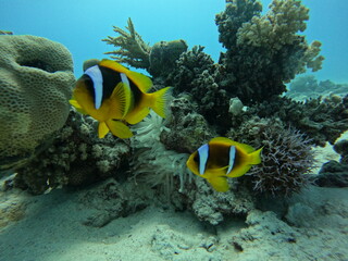 Clownfish 