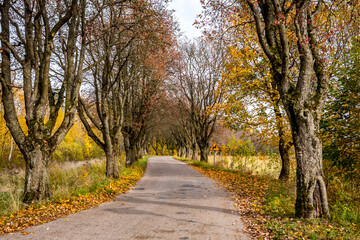 Autumn alley on a Polish country road