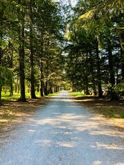 Walking down a gravel path flanked with large spruce trees on either side, soaking up the evening sun.