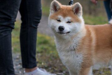 portrait rapproché d'un jeune akita près de ses humain