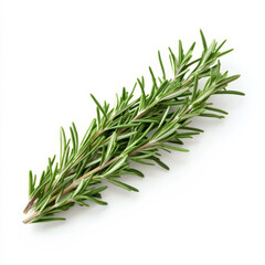 Fototapeta premium A fresh sprig of rosemary, isolated on a white background, showcasing a fragrant herb