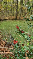 Massifs de houx émergeant au-dessus d'une molière inondée dans une forêt de la vallée de...