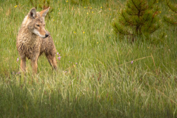 Coyote hunting in grass