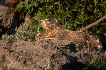 Marmot pair