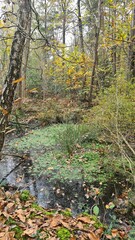 Paysage de molières inondées dans une forêt de châtaigniers de la vallée de Chevreuse à l'automne