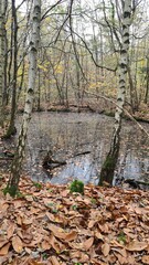 Une molière inondée dans une forêt de châtaigniers de la vallée de Chevreuse à l'automne