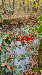 Massifs de houx dans une forêt de châtaigniers de la vallée de Chevreuse