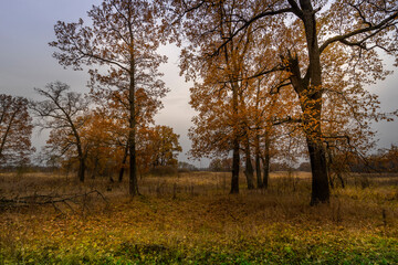 A field of trees with leaves that are changing colors