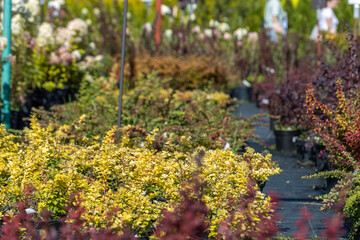A row of plants with some yellow flowers and some red flowers