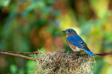Bluebird perched on a wire