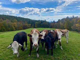 Cows on a green field