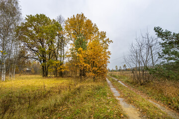 A road in a field with trees in the background