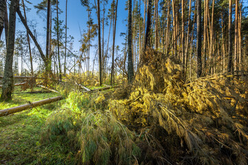 A forest with a fallen tree and a pile of branches