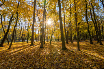 A forest with trees and leaves on the ground