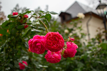 roses in a garden