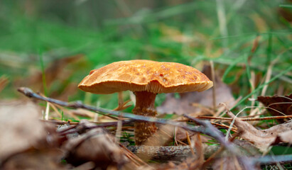 mushrooms in the forest
