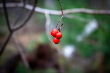 red berries on a branch
