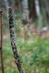 Magical forest plant close up